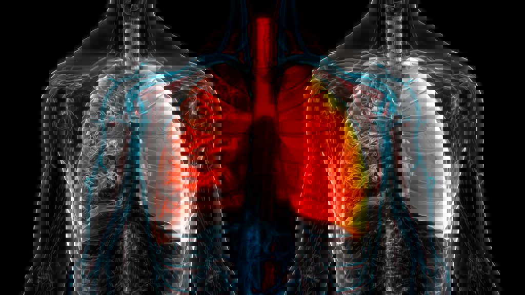 lungs lungs