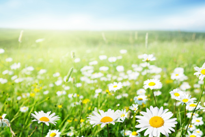 Daisy Dream