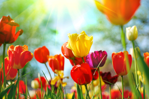 Sunshine & Tulips