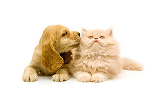Puppy Kisses